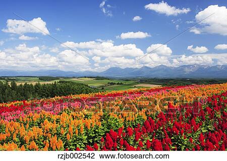 Hokkaido, Japan View Large Photo Image Stock Image - Hokkaido, Japan. Fotosearch