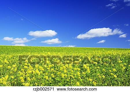 Hokkaido, Japan View Large Photo Image Stock Image - Hokkaido, Japan. Fotosearch