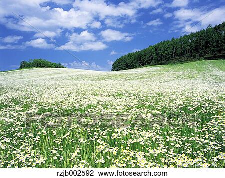 Hokkaido, Japan View Large Photo Image Stock Image - Hokkaido, Japan. Fotosearch