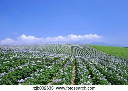Hokkaido, Japan View Large Photo Image Stock Image - Hokkaido, Japan. Fotosearch