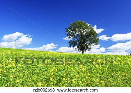 Hokkaido, Japan View Large Photo Image Stock Photo - Hokkaido, Japan. Fotosearch