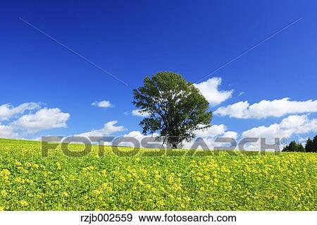 Hokkaido, Japan View Large Photo Image Stock Photo - Hokkaido, Japan. Fotosearch