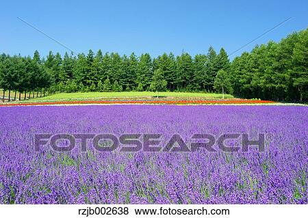 Hokkaido, Japan View Large Photo Image Stock Photo - Hokkaido, Japan. Fotosearch
