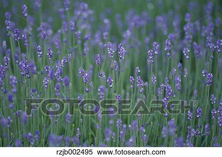 Stock Photography - Hokkaido, Japan. Fotosearch