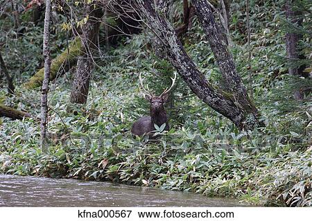 Hokkaido Sika Deer View Large Photo Image Stock Photo - Hokkaido Sika Deer. Fotosearch