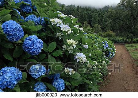 Stock Image - Hydrangea flowers. Fotosearch