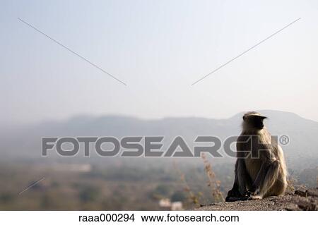 Picture - India. Fotosearch