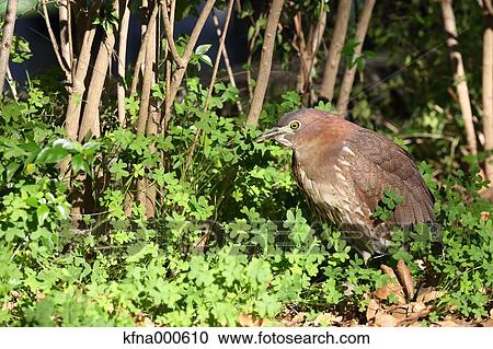 Stock Image - Japanese Night Heron. Fotosearch