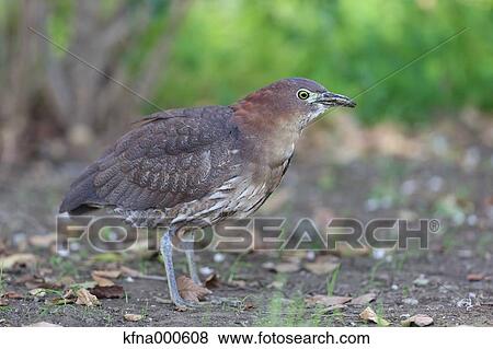 Stock Photo - Japanese Night Heron. Fotosearch