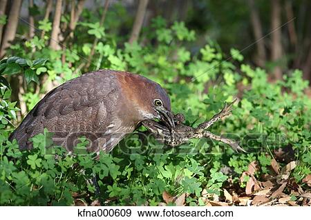 Japanese Night Heron View Large Photo Image Stock Photo - Japanese Night Heron. Fotosearch