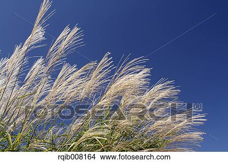 Picture - Japanese silver grass. Fotosearch