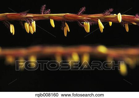 Stock Image - Japanese silver grass. Fotosearch