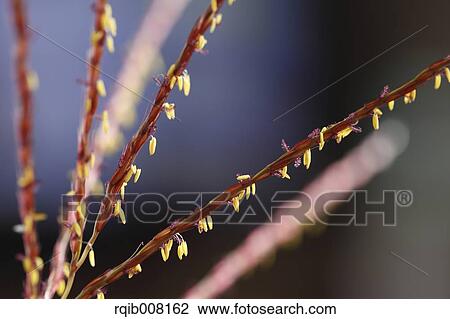 Japanese silver grass View Large Photo Image Stock Image - Japanese silver grass. Fotosearch