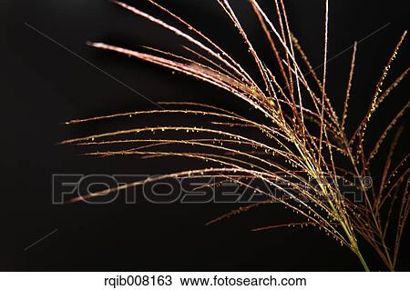 Stock Image - Japanese silver grass. Fotosearch