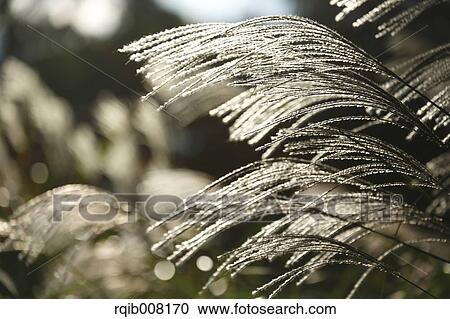 Japanese silver grass View Large Photo Image Stock Image - Japanese silver grass. Fotosearch