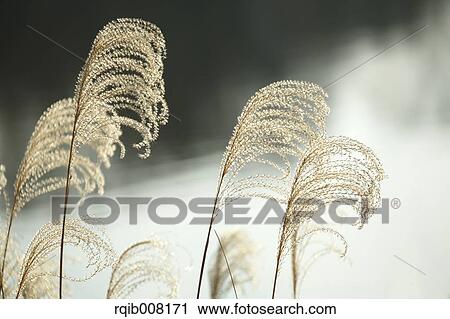 Stock Image - Japanese silver grass. Fotosearch