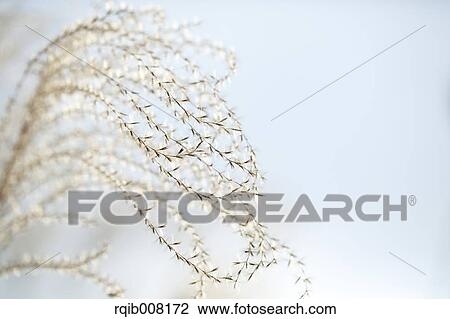 Stock Image - Japanese silver grass. Fotosearch