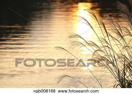 Stock Photo - Japanese silver grass. Fotosearch