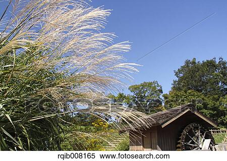 Stock Photography - Japanese silver grass. Fotosearch