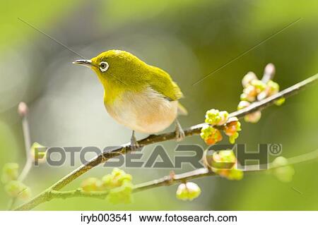 Japanese Spicebush View Large Photo Image Stock Image - Japanese Spicebush. Fotosearch