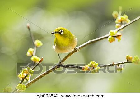 Japanese Spicebush View Large Photo Image Stock Image - Japanese Spicebush. Fotosearch