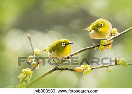 Japanese Spicebush View Large Photo Image Stock Photo - Japanese Spicebush. Fotosearch