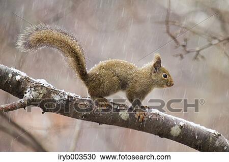 Japanese Squirrel View Large Photo Image Stock Image - Japanese Squirrel. Fotosearch