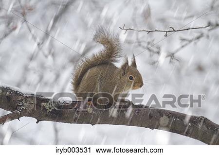 Japanese Squirrel View Large Photo Image Stock Image - Japanese Squirrel. Fotosearch