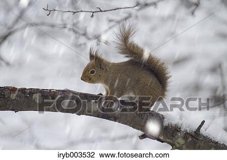 Japanese Squirrel View Large Photo Image Stock Image - Japanese Squirrel. Fotosearch