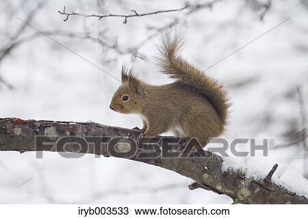 Japanese Squirrel View Large Photo Image Stock Image - Japanese Squirrel. Fotosearch