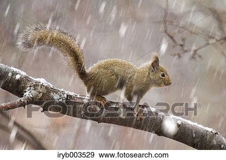 Japanese Squirrel View Large Photo Image Stock Photo - Japanese Squirrel. Fotosearch