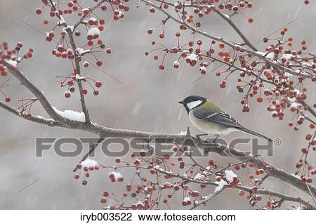 Japanese Tit View Large Photo Image Stock Image - Japanese Tit. Fotosearch