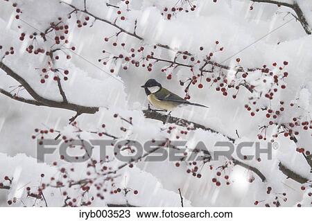 Japanese Tit View Large Photo Image Stock Image - Japanese Tit. Fotosearch