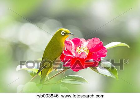 Japanese White Eye View Large Photo Image Stock Photograph - Japanese White Eye. Fotosearch