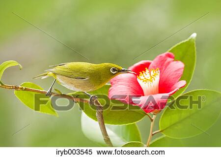 Japanese White Eye View Large Photo Image Stock Photography - Japanese White Eye. Fotosearch
