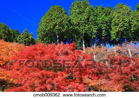 Kyoto Prefecture, Japan View Large Photo Image Stock Image - Kyoto Prefecture, Japan. Fotosearch