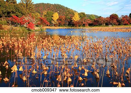 Stock Photo - Kyoto Prefecture, Japan. Fotosearch