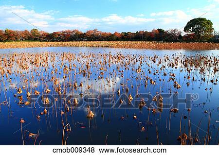Stock Photo - Kyoto Prefecture, Japan. Fotosearch