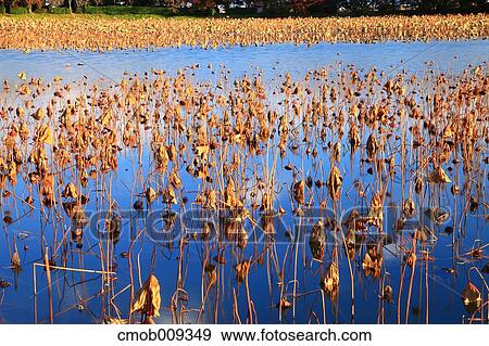 Kyoto Prefecture, Japan View Large Photo Image Stock Photo - Kyoto Prefecture, Japan. Fotosearch