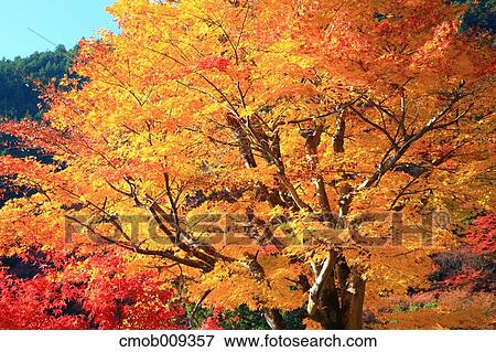 Kyoto Prefecture, Japan View Large Photo Image Stock Photo - Kyoto Prefecture, Japan. Fotosearch