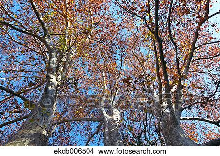 London Planetree View Large Photo Image Picture - London Planetree. Fotosearch