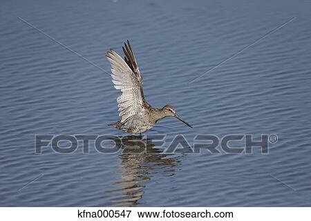 Stock Photo - Long-Billed Dowitcher. Fotosearch