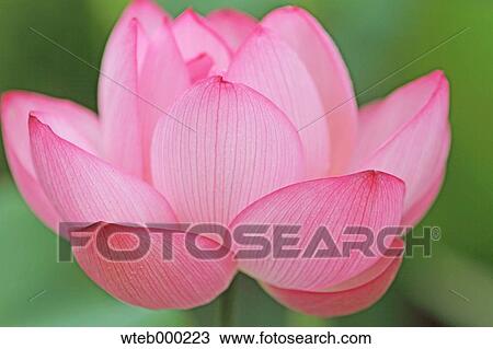 Stock Image - Lotus. Fotosearch