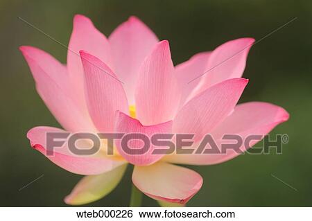 Lotus View Large Photo Image Stock Photograph - Lotus. Fotosearch