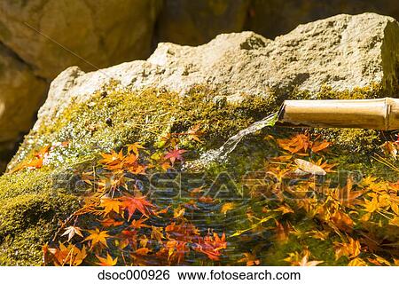 Maple leaves and flowing water at a temple View Large Photo Image Stock Photograph - Maple leaves and flowing water at a temple. Fotosearch