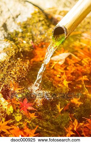 Maple leaves and flowing water at a temple View Large Photo Image Stock Photography - Maple leaves and flowing water at a temple. Fotosearch