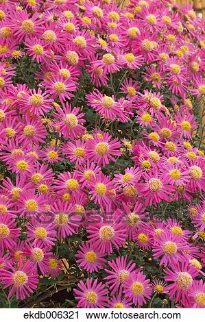 Mums View Large Photo Image Stock Image - Mums. Fotosearch