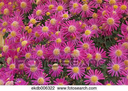 Mums View Large Photo Image Stock Image - Mums. Fotosearch