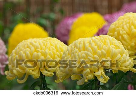 Mums View Large Photo Image Stock Photograph - Mums. Fotosearch