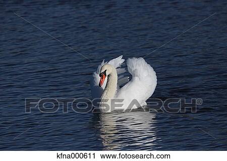 Stock Image - Mute Swan. Fotosearch